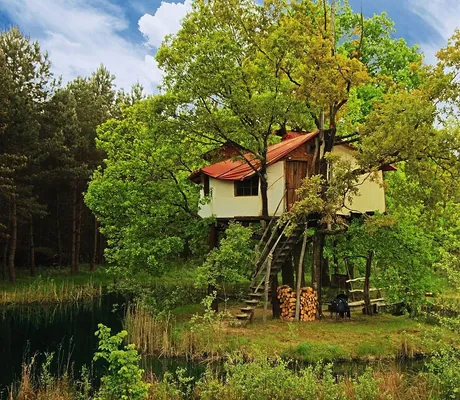 Baumhaus in Baum eingewachsen_1.Deutsches_Baumhaushotel_Neisseaue