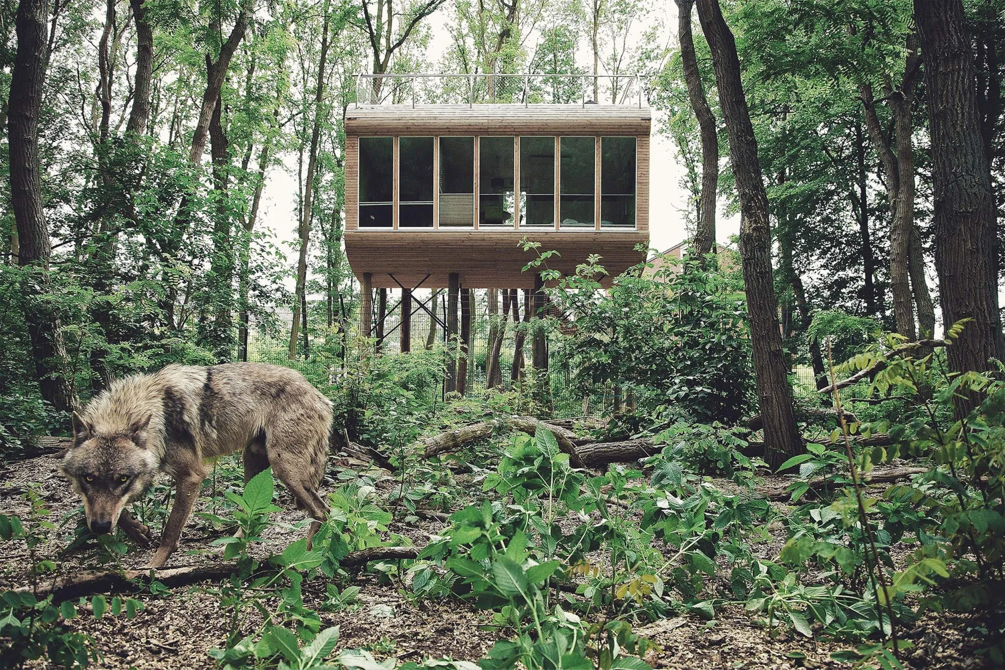 Baumhaushotel Tree Inn am Wolf-Gehege