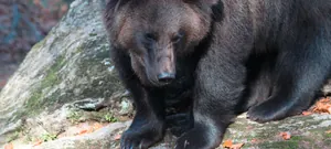 Tierfreigehege_Waldeck_Philippsreut