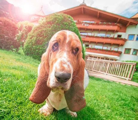 Hund im Gartenhotel Magdalena