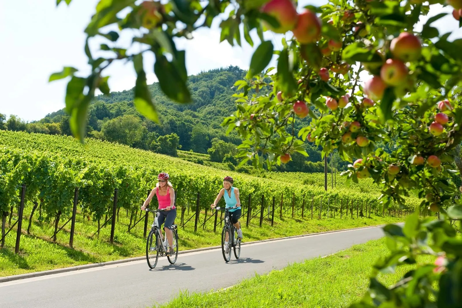 Radfahrer auf dem Radweg Deutsche Weinstraße bei Leinsweiler