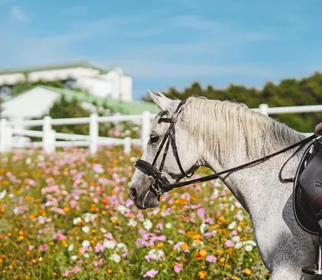 Mädchen reitet auf einem weißen Pferd_ReitersFinest_BadTatzmannsdorf