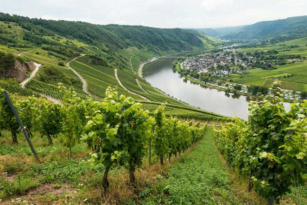 Blick auf die Moselschleife bei Kröv