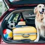 Hund sitzt im Kofferraum, bereit für Urlaub im Hundehotel