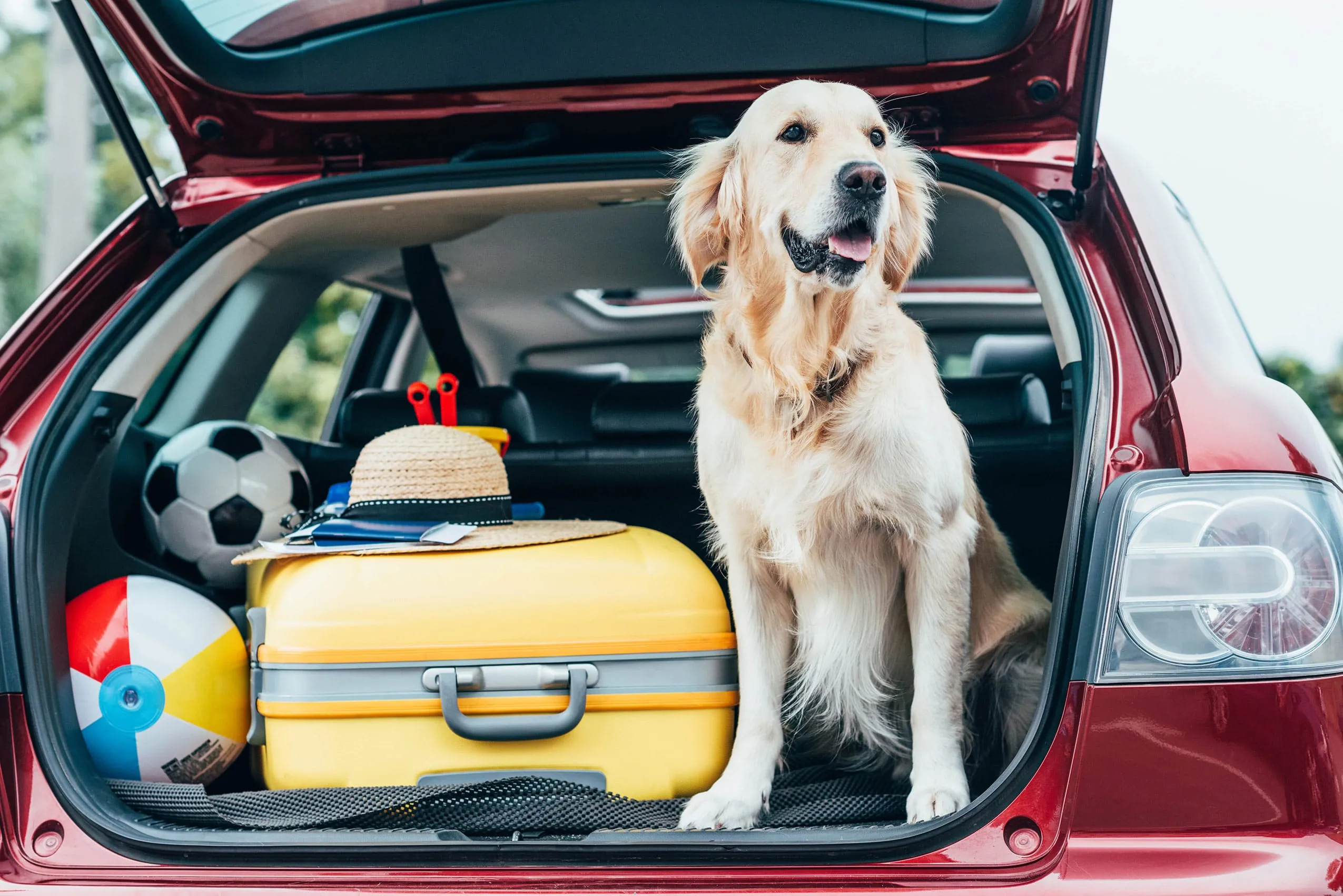 Hund sitzt im Kofferraum, bereit für Urlaub im Hundehotel