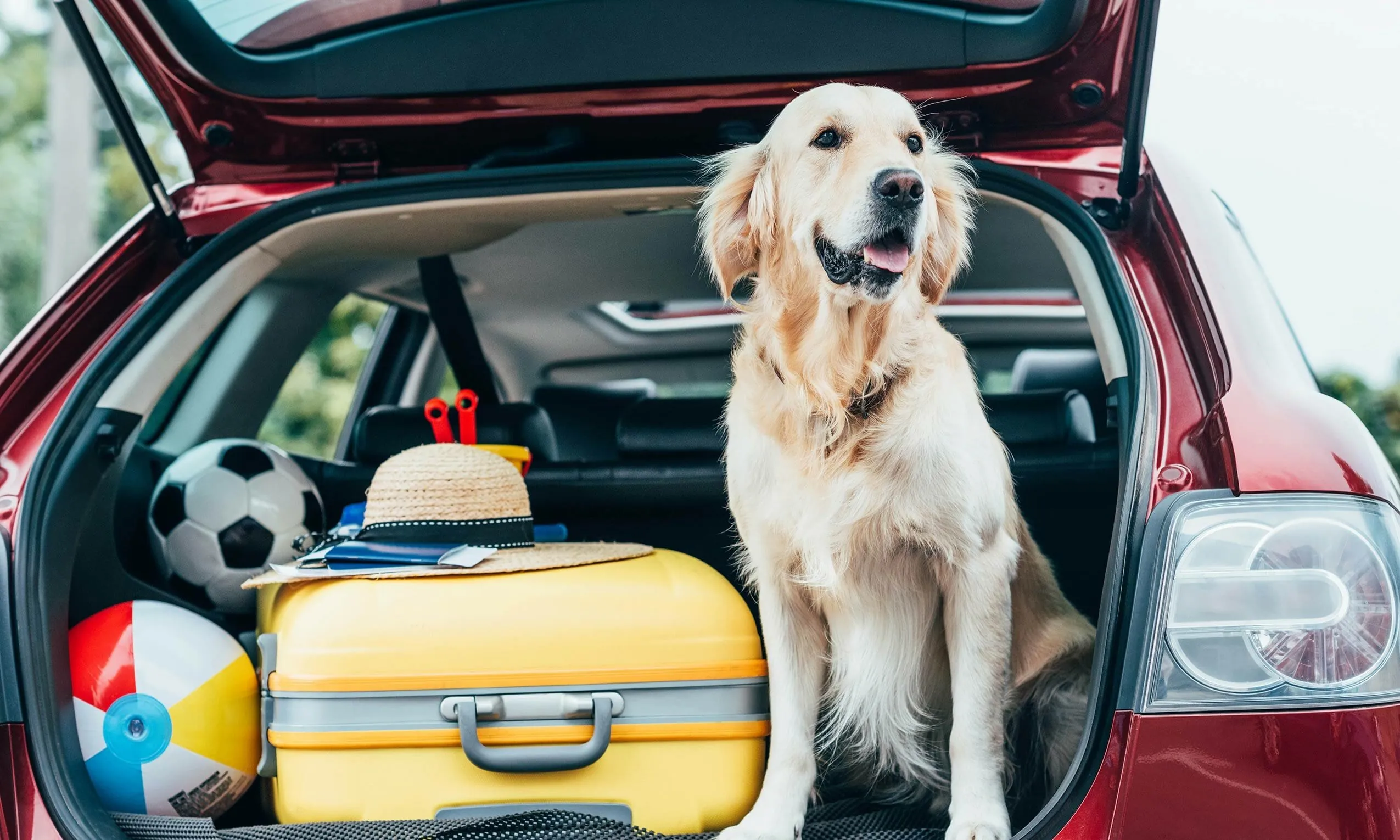 Hund sitzt im Kofferraum, bereit für Urlaub im Hundehotel