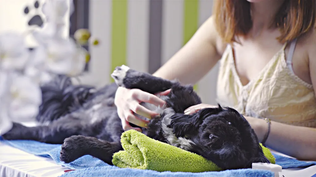 Hund bei der Hundemassage im Hundehotel