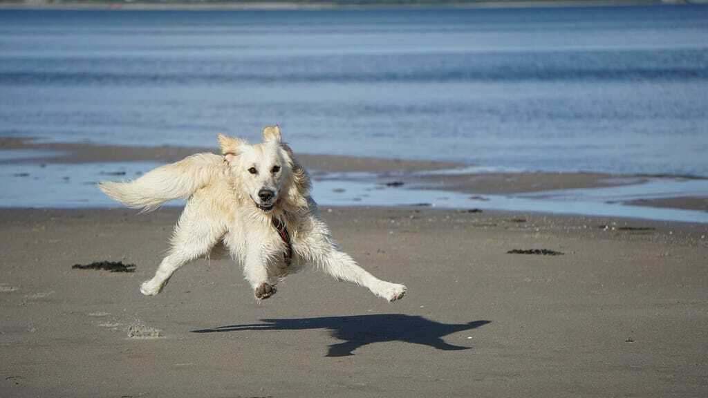 Hundestrände Nordsee_weißer Hund tobt am Strand