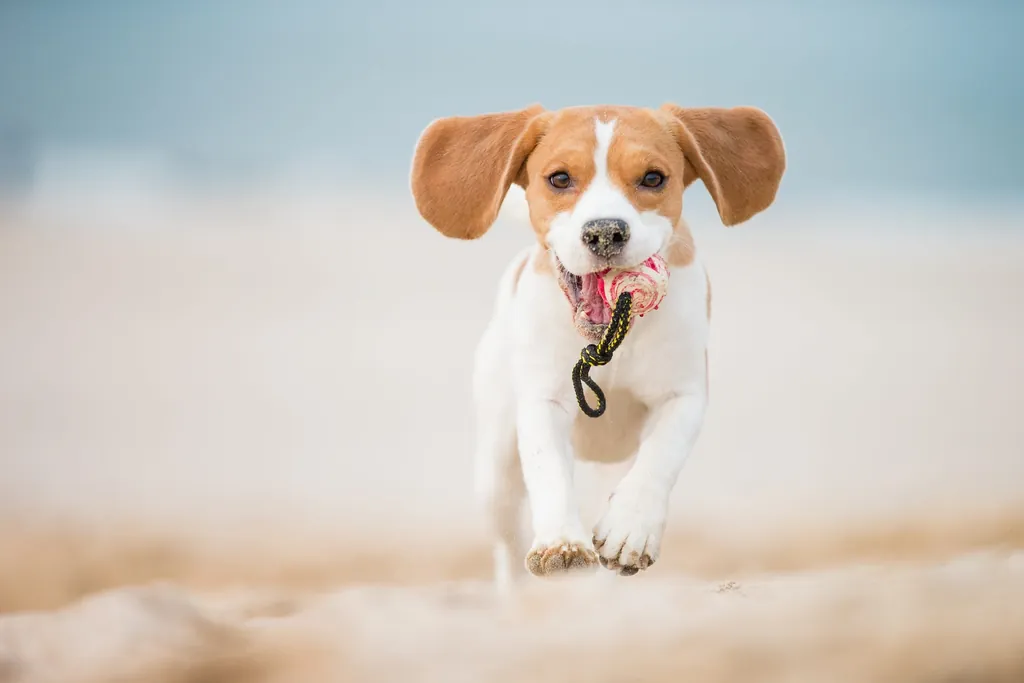 Hundestraende Nordsee_kleiner Hund mit Ball