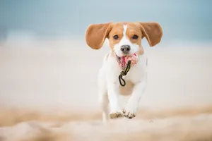 Hundestraende Nordsee_kleiner Hund mit Ball