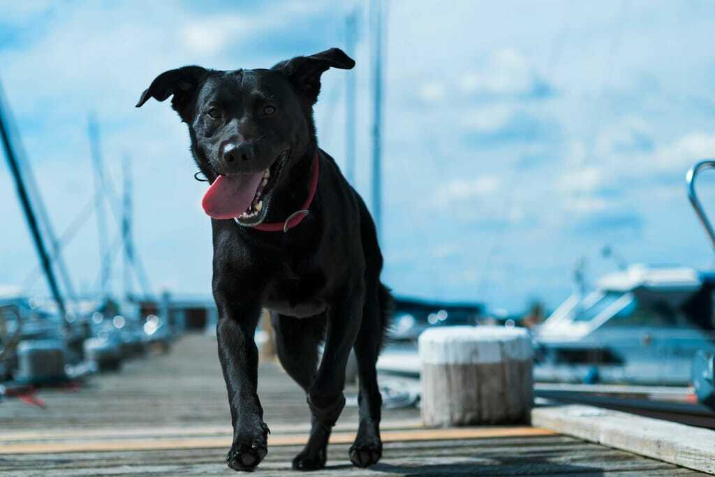 Schwarzer Hund auf dem Steg in Usedom