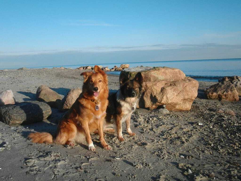 Zwei Hunde sitzend am Ostseestrand