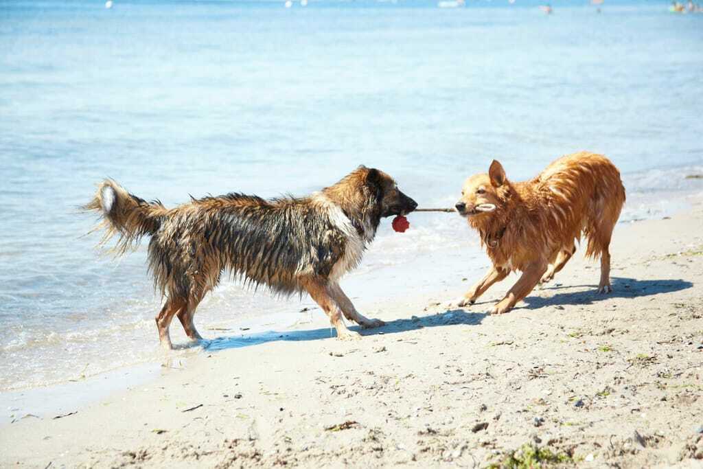 Zwei tollende Hunde am Ostseestrand Luebecker Bucht