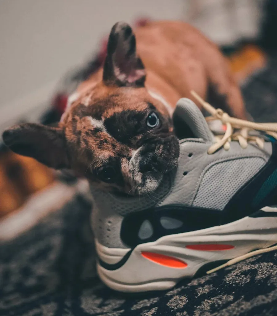 Hund_beißt_in_Schuh_Hundehaftpflichtversicherung