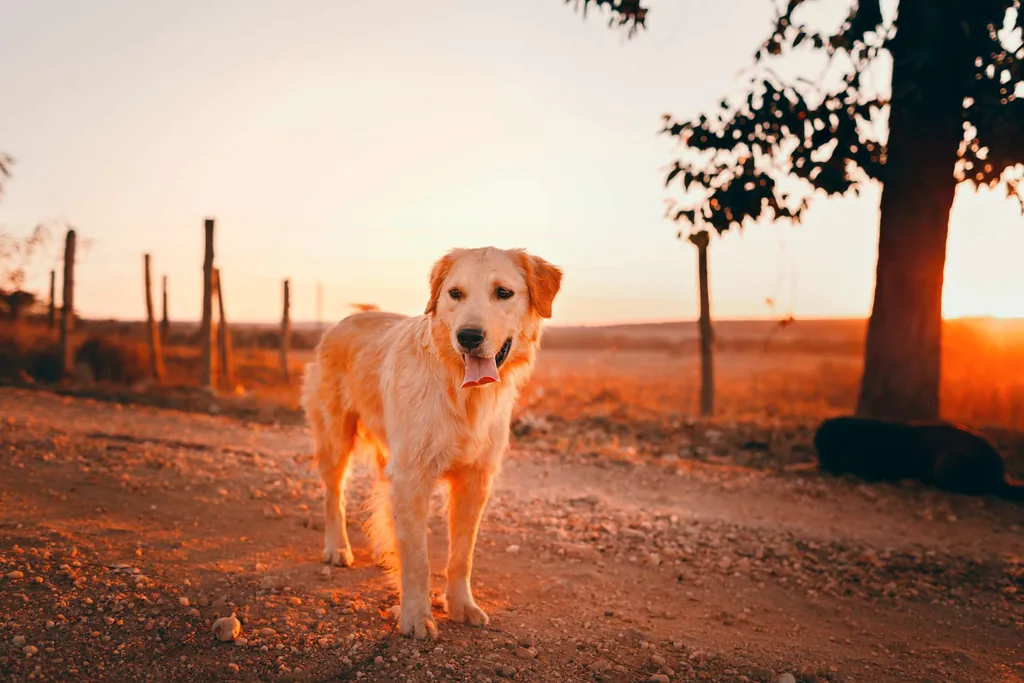 Hundehaftpflichtversicherun Hund Urlaub Sonnenuntergang Gassi
