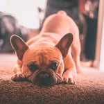 Hundehaftpflichtversicherung Hund traurig Teppich Urlaub