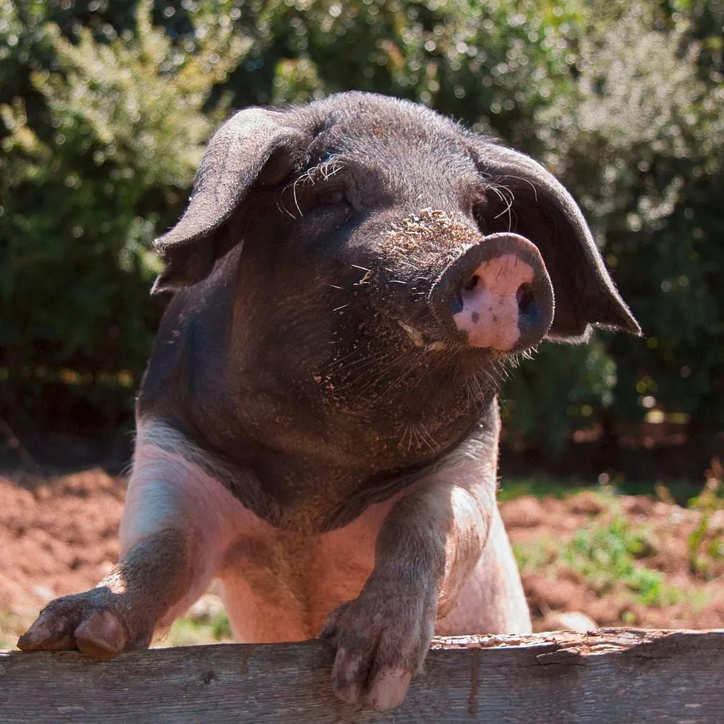 Reiseziele im Oktober Schwein Tier