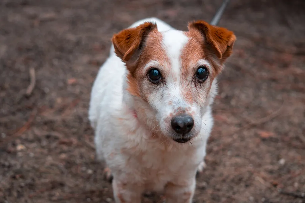 Jack Russel Terrier von oben_Wandern mit Hund