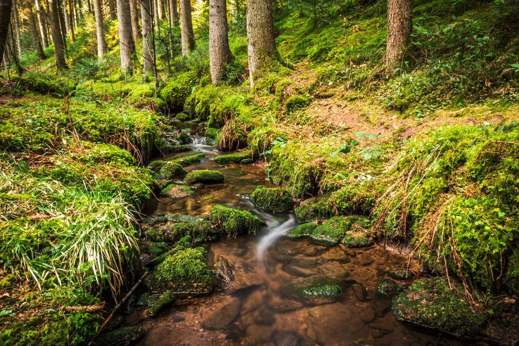 Waldpfad im Teinachtal_Wandern mit Hund