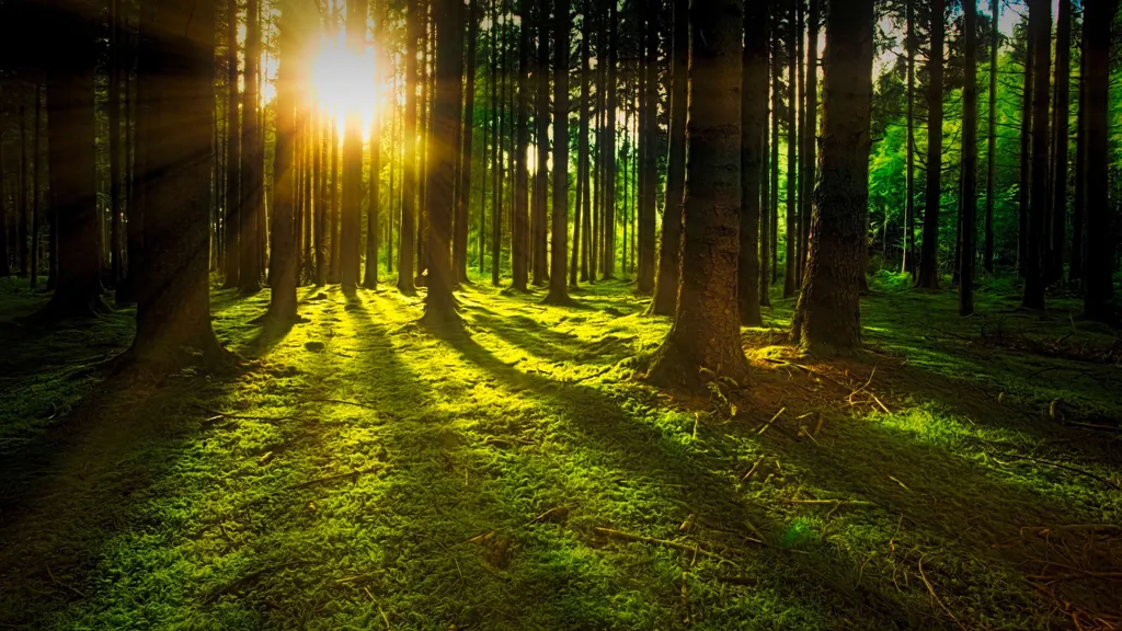 Wald mit durscheinender Sonne, ideal zum Waldbaden