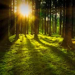 Wald mit durscheinender Sonne, ideal zum Waldbaden