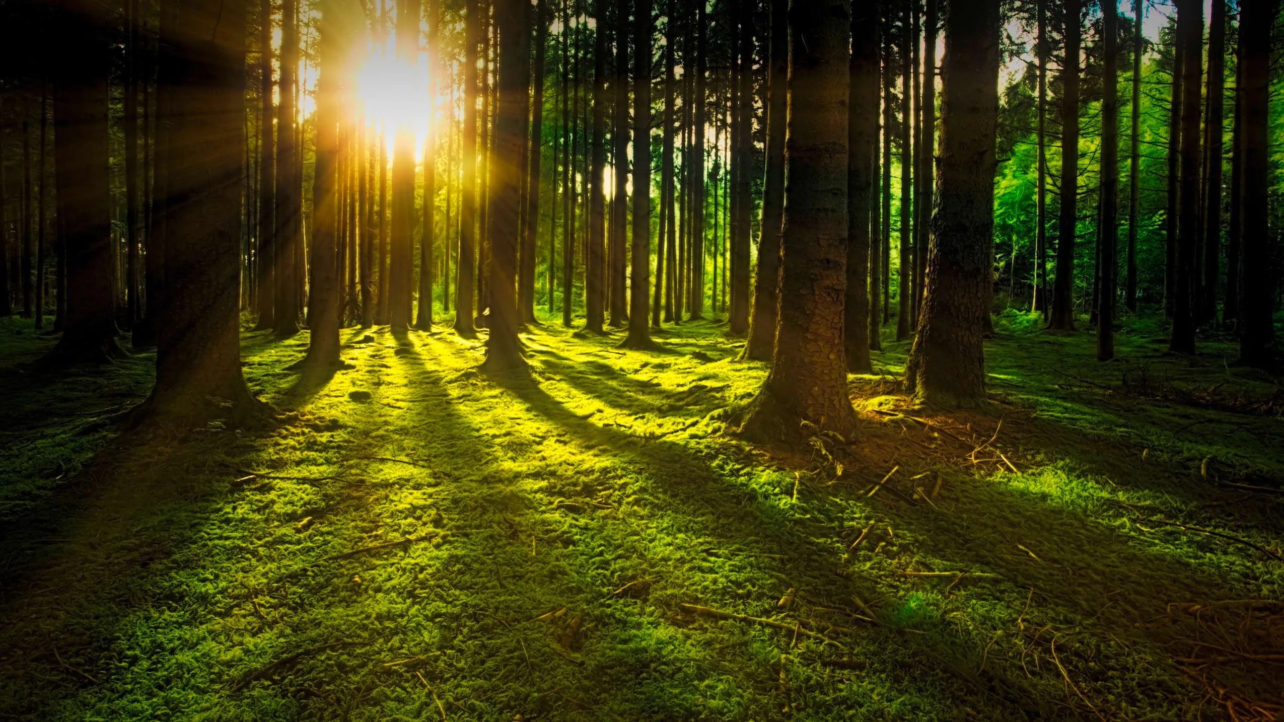 Wald mit durscheinender Sonne, ideal zum Waldbaden