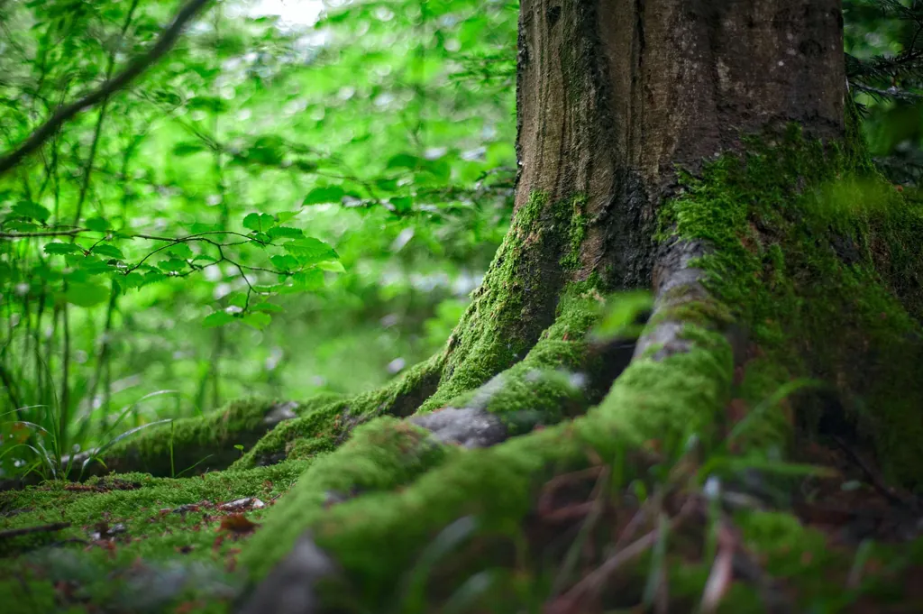 Nahaufnahme von Baumstamm und Wurzelwerk
