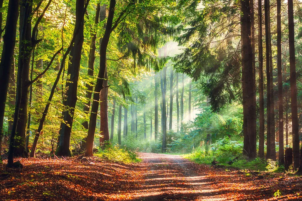 Wanderweg mit Sonnenstrahlen