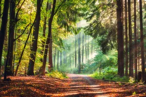 Wanderweg mit Sonnenstrahlen