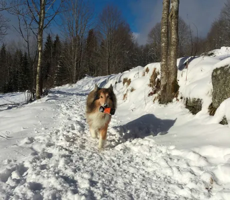 Hund im Schnee in Philippsreut