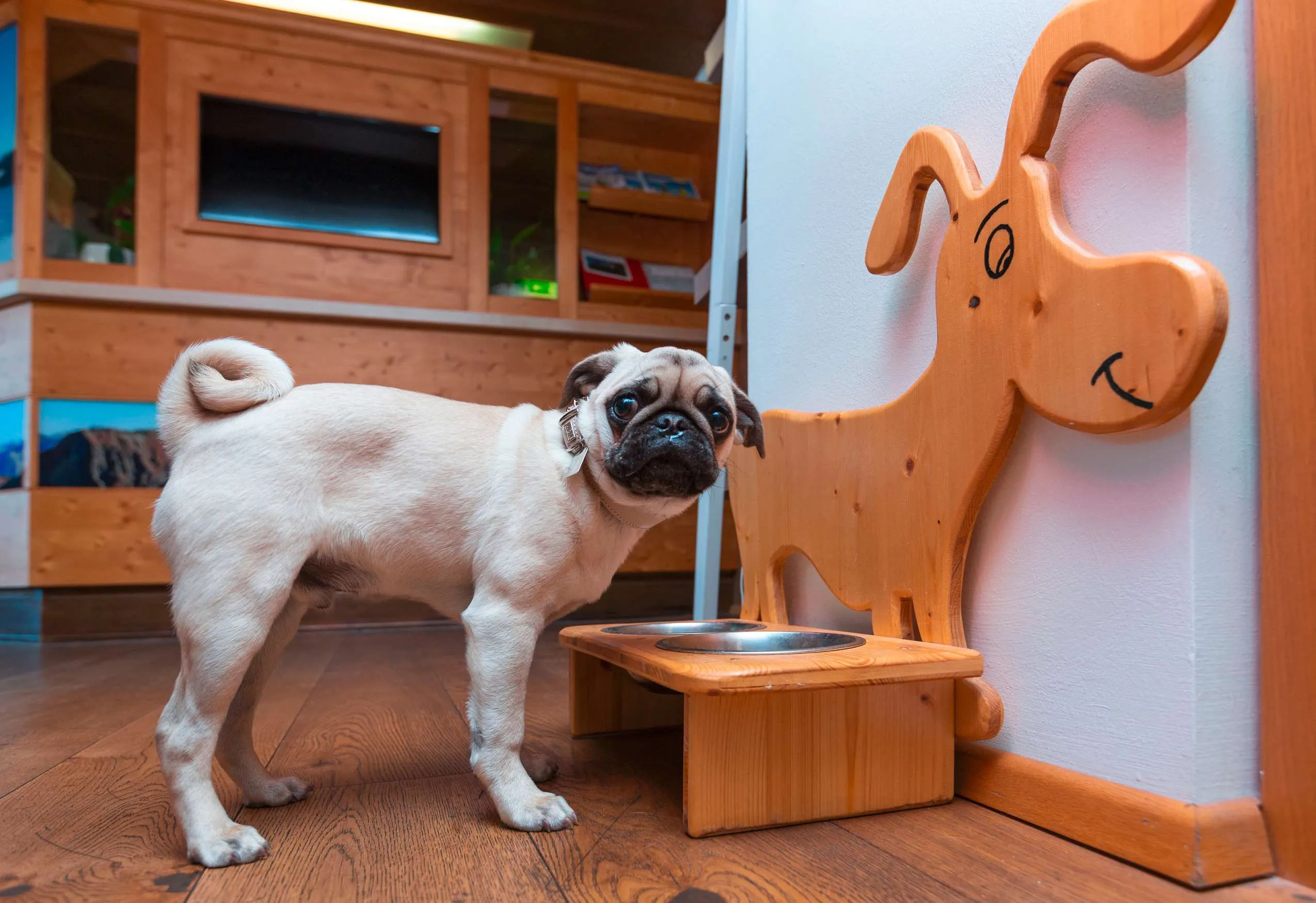 Ein Mops steht vor einem Hundenapf