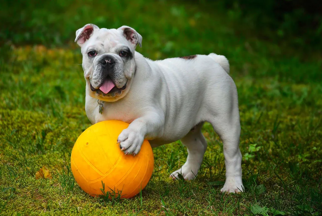 Hundetraining_Hund_mit_gelbem_Ball