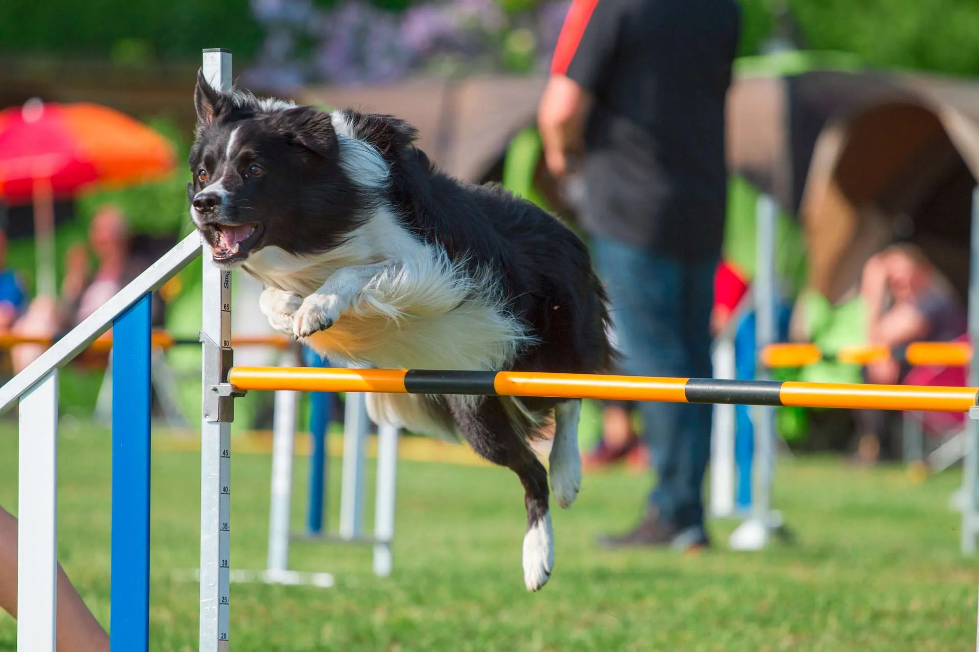 Hund springt beim Hundetraining im Hotel über Stangen