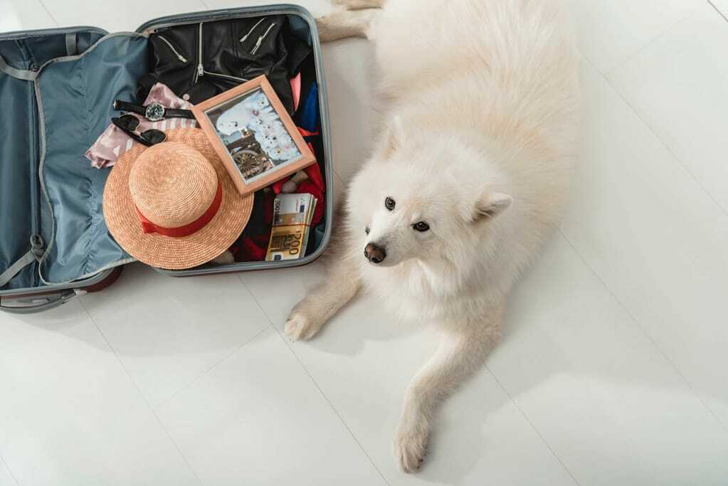 Ein Hund sitzt neben dem gepackten Koffer für den Urlaub