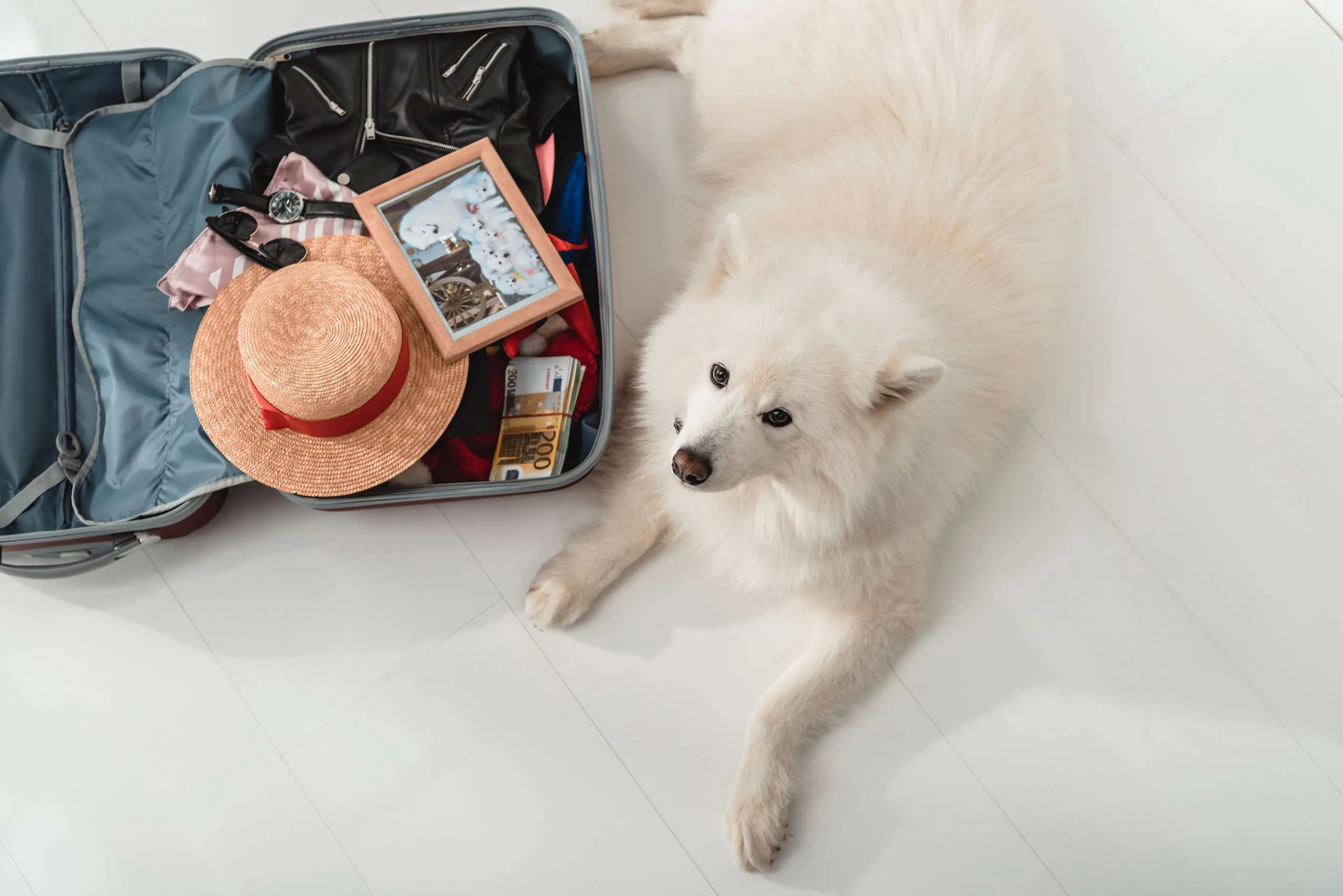 Ein Hund sitzt neben dem gepackten Koffer für den Urlaub