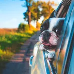 Eine Bulldogge hängt den Kopf aus dem Autofenster