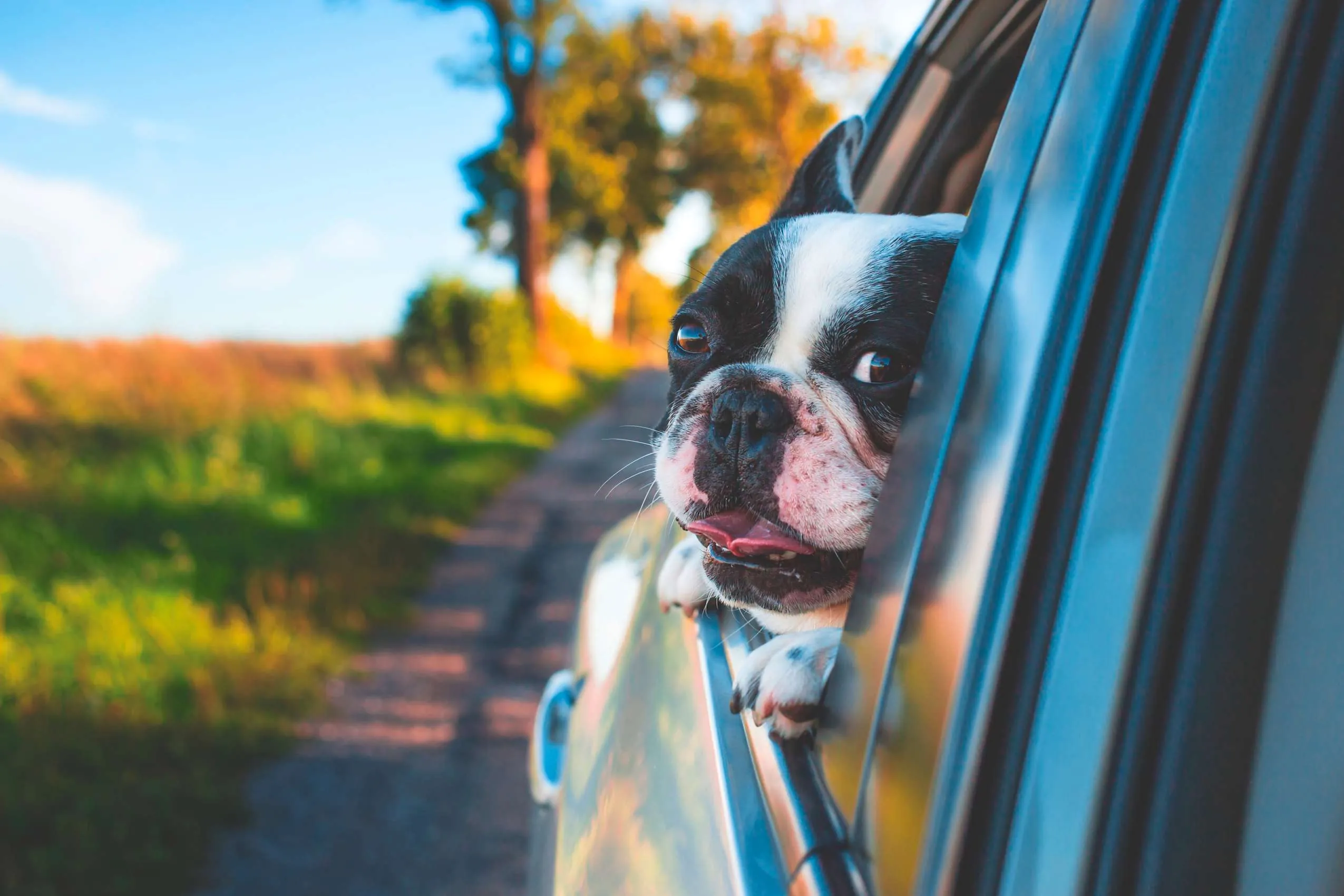 Eine Bulldogge hängt den Kopf aus dem Autofenster