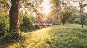 Wald_mit_Blick_auf_Brücke_Engel_Obertal