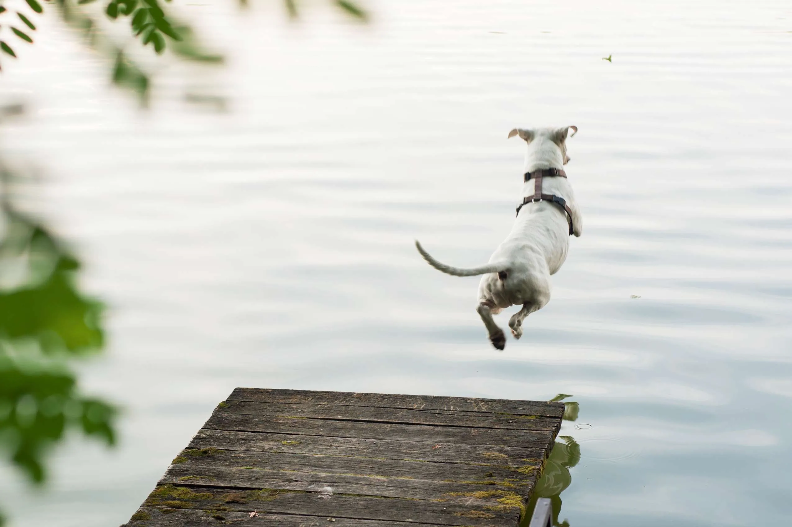 Urlaub mit Hund am See, Hund springt von Planke in den See