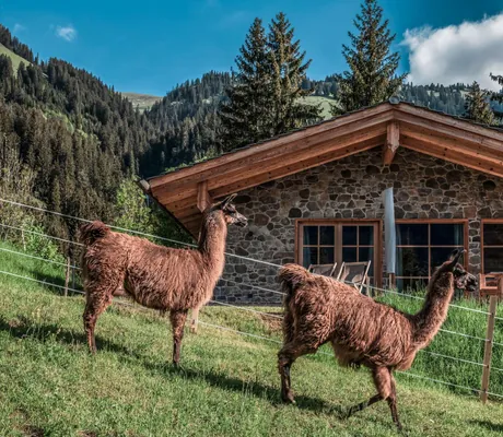 zwei_Lamas_vor_Chalet_Benglerwald