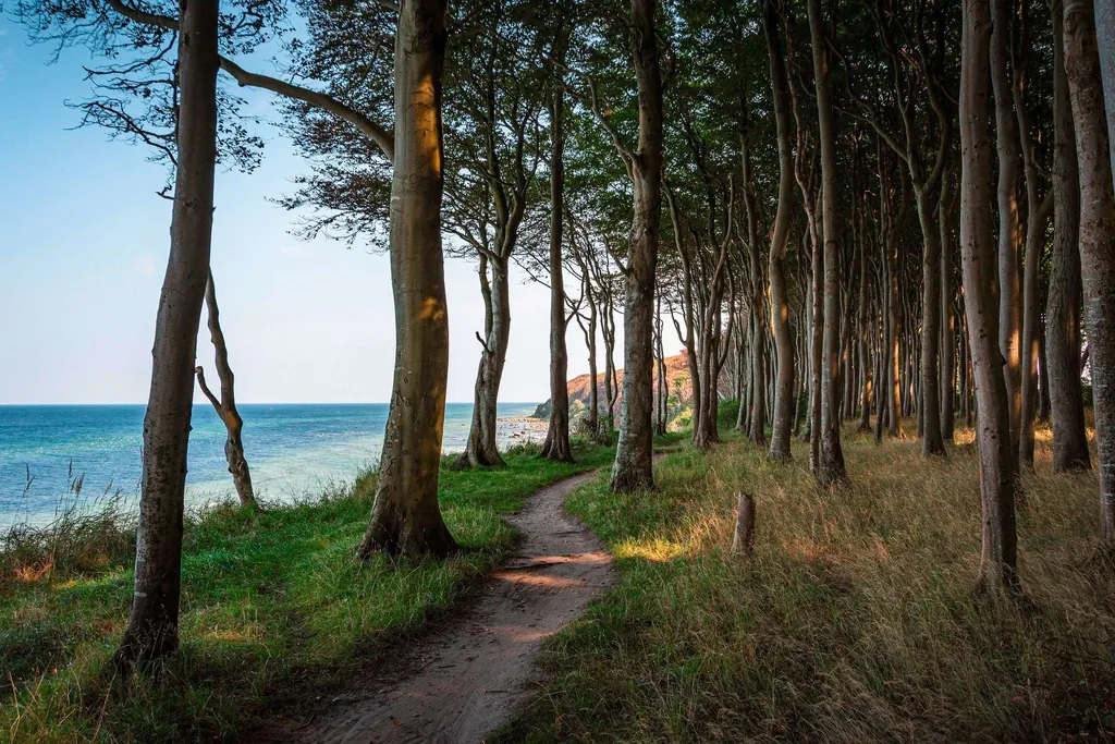 Ein Strandurlaub in Deutschland kann auch einen Waldspaziergang bedeuten, wie hier auf Rügen.