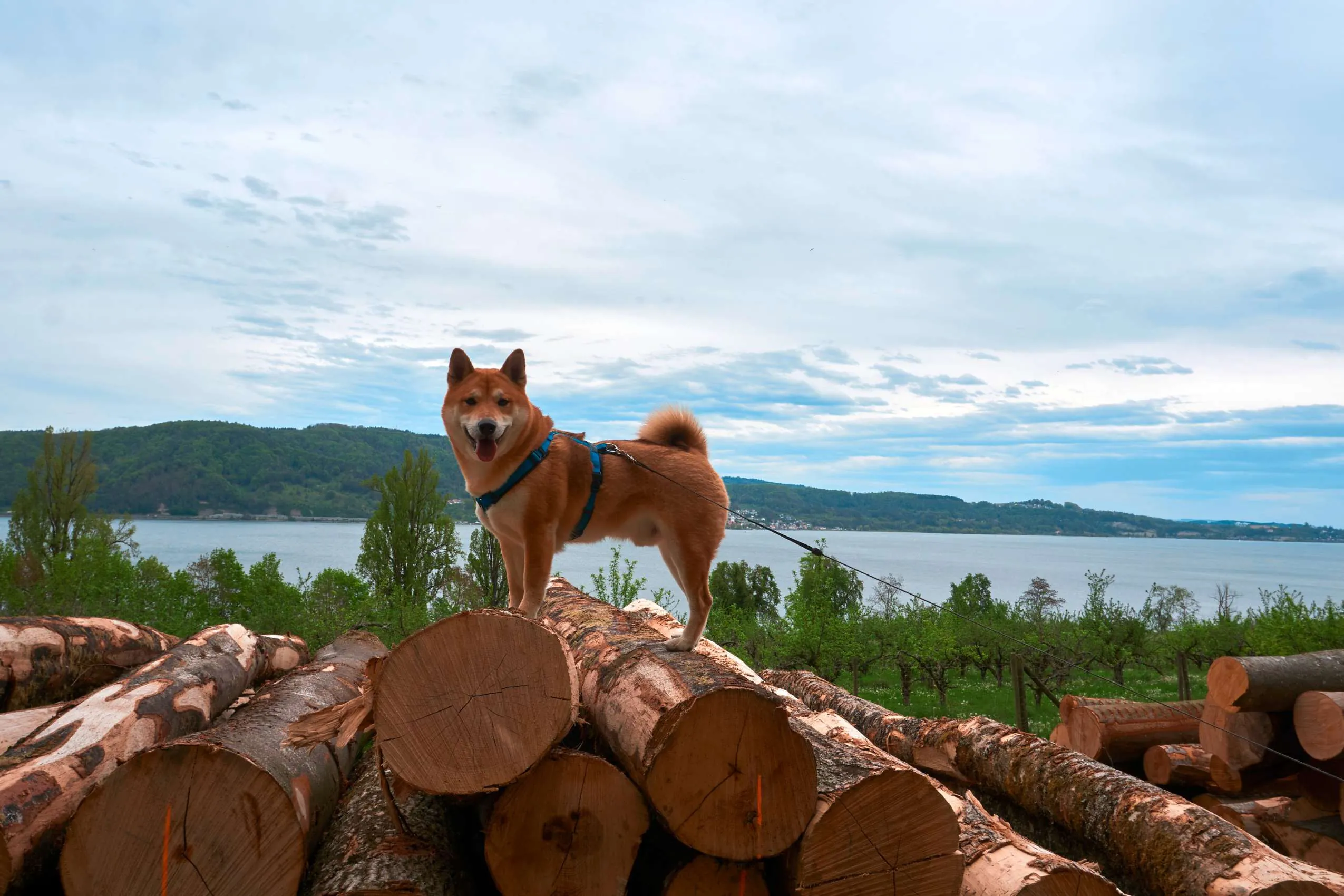 Wanderung mit Hund am Bodensee