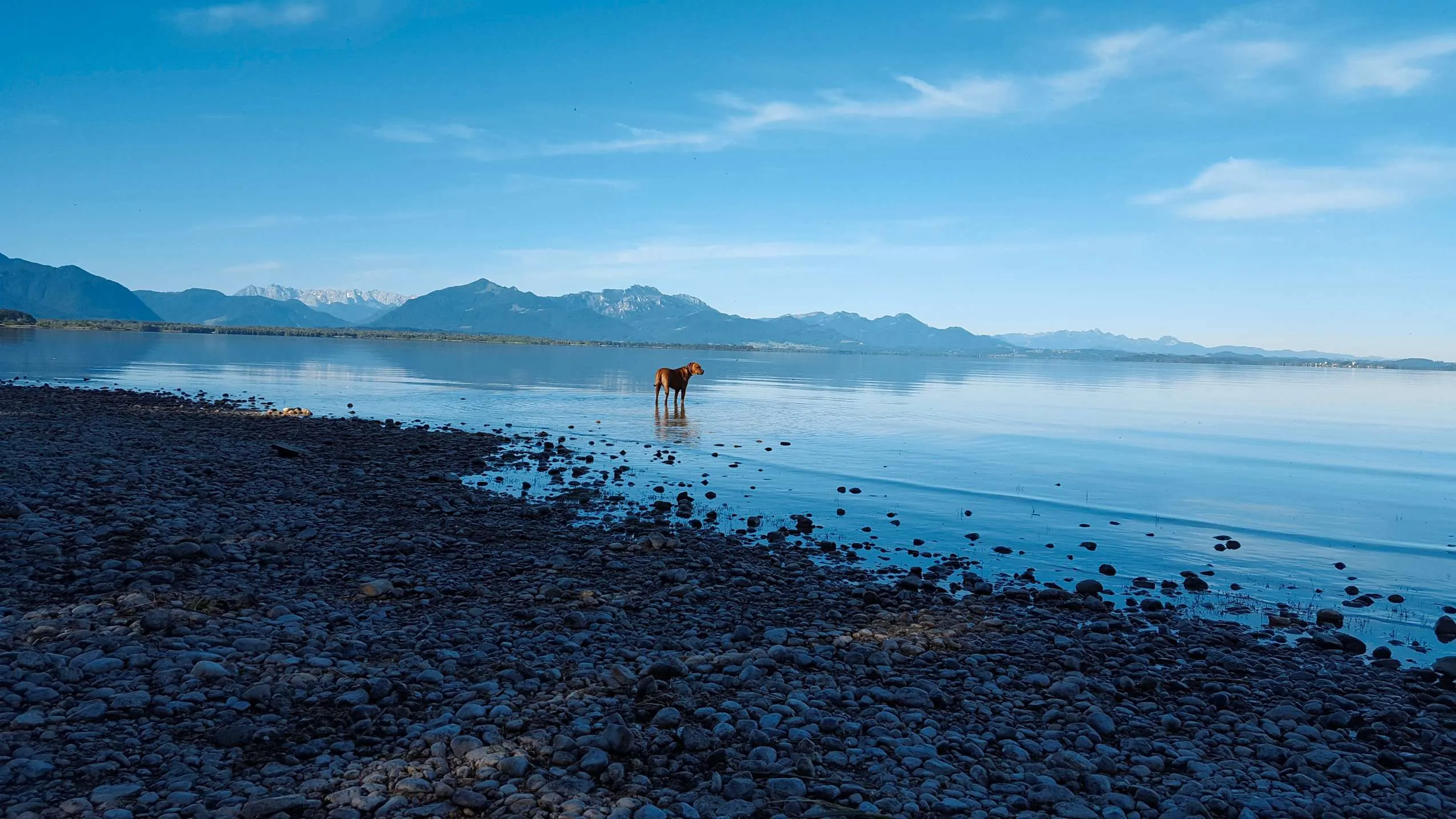 Urlaub mit Hund im Chiemsee mit Alpenpanorama im Hintergrund