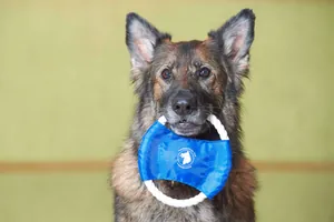 Hund mit Frisbeescheibe im Maul