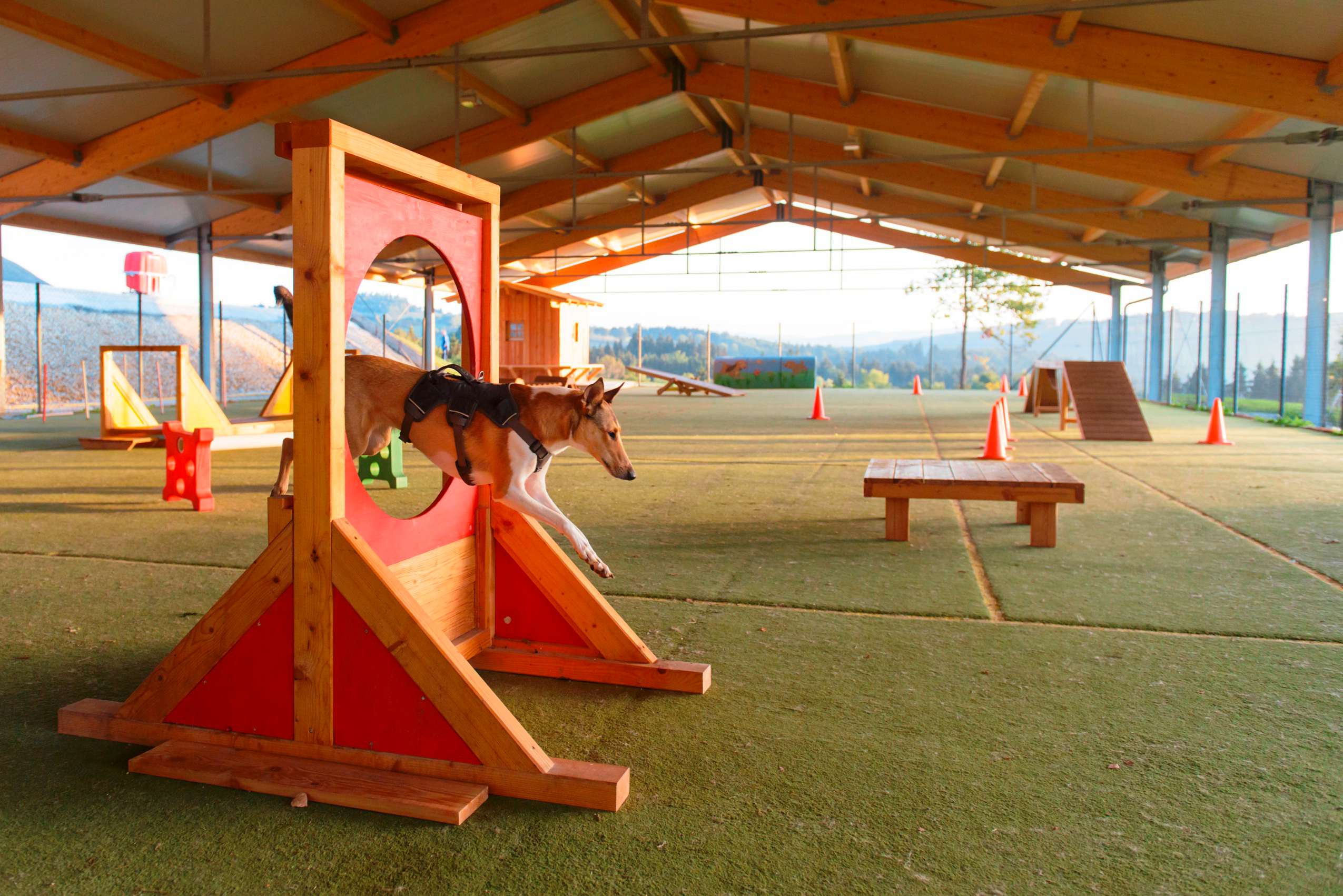 Hund springt beim Agility-Parcours des Gutshotels Feuerschwendt in Bayern durch einen Ring