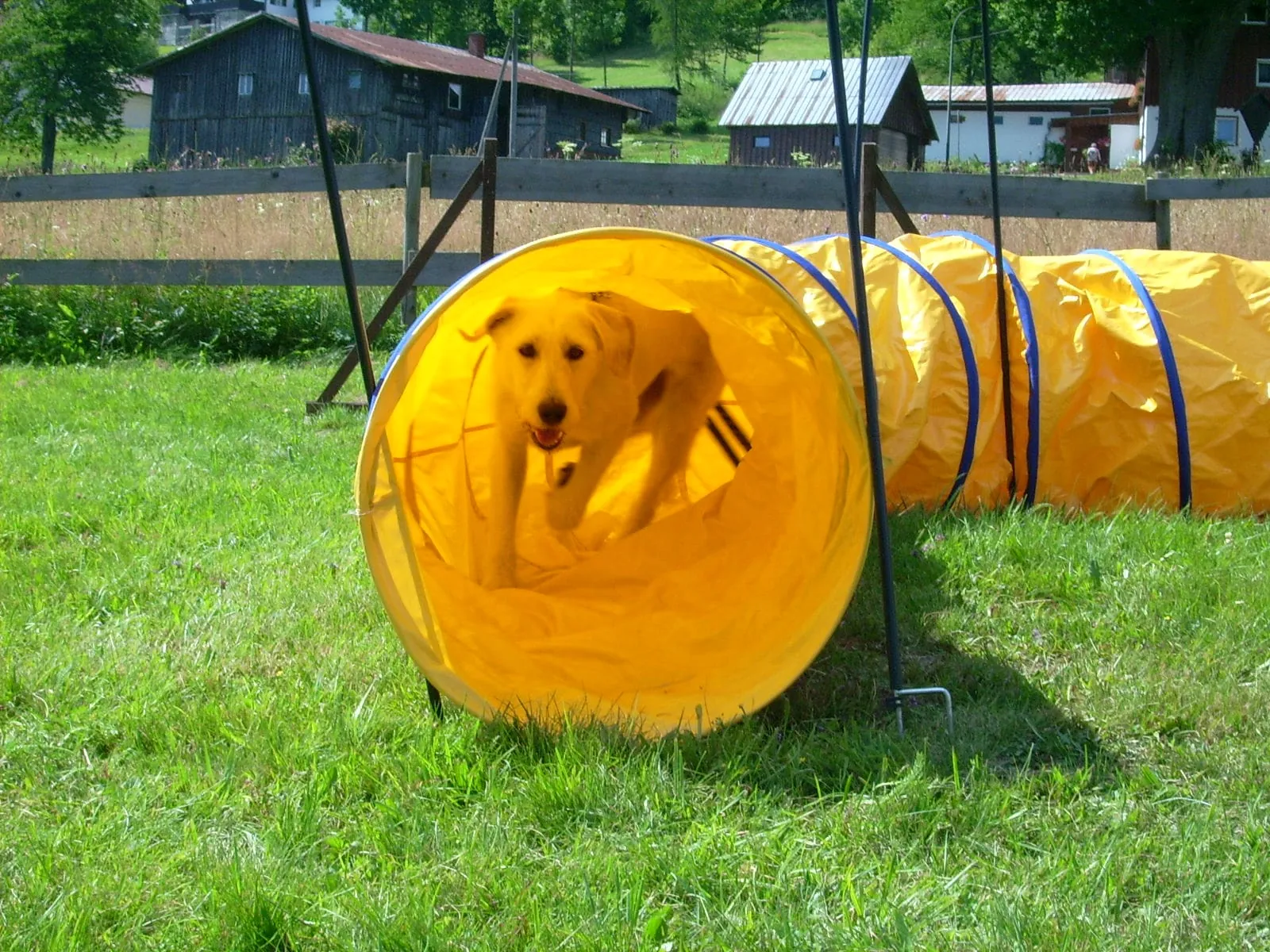 Hund rennt beim Agility-Training durch einen Tunnel