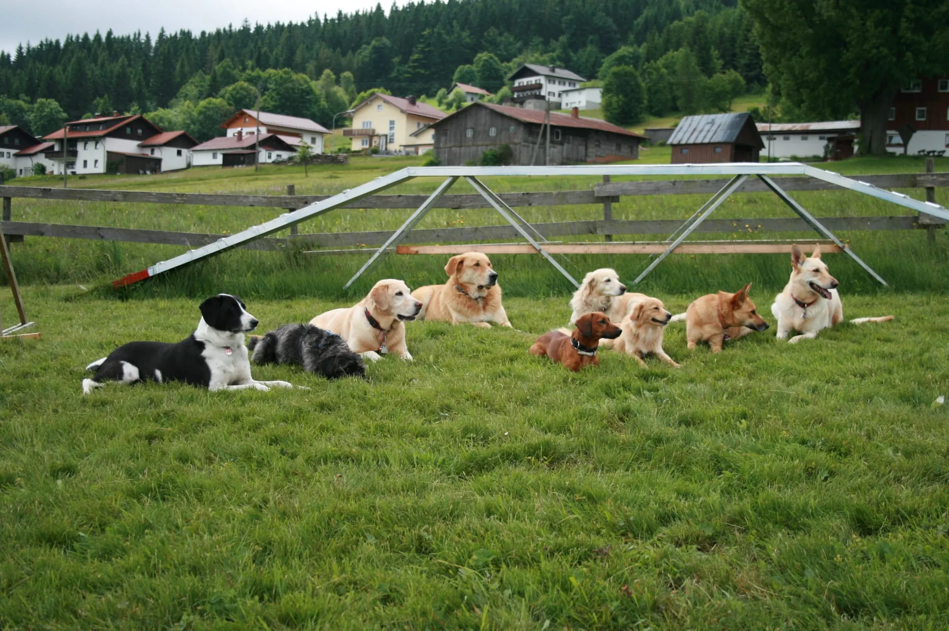 Mehrere Hunde liegen auf der Hundewiese des Hundehotels Bärenhof