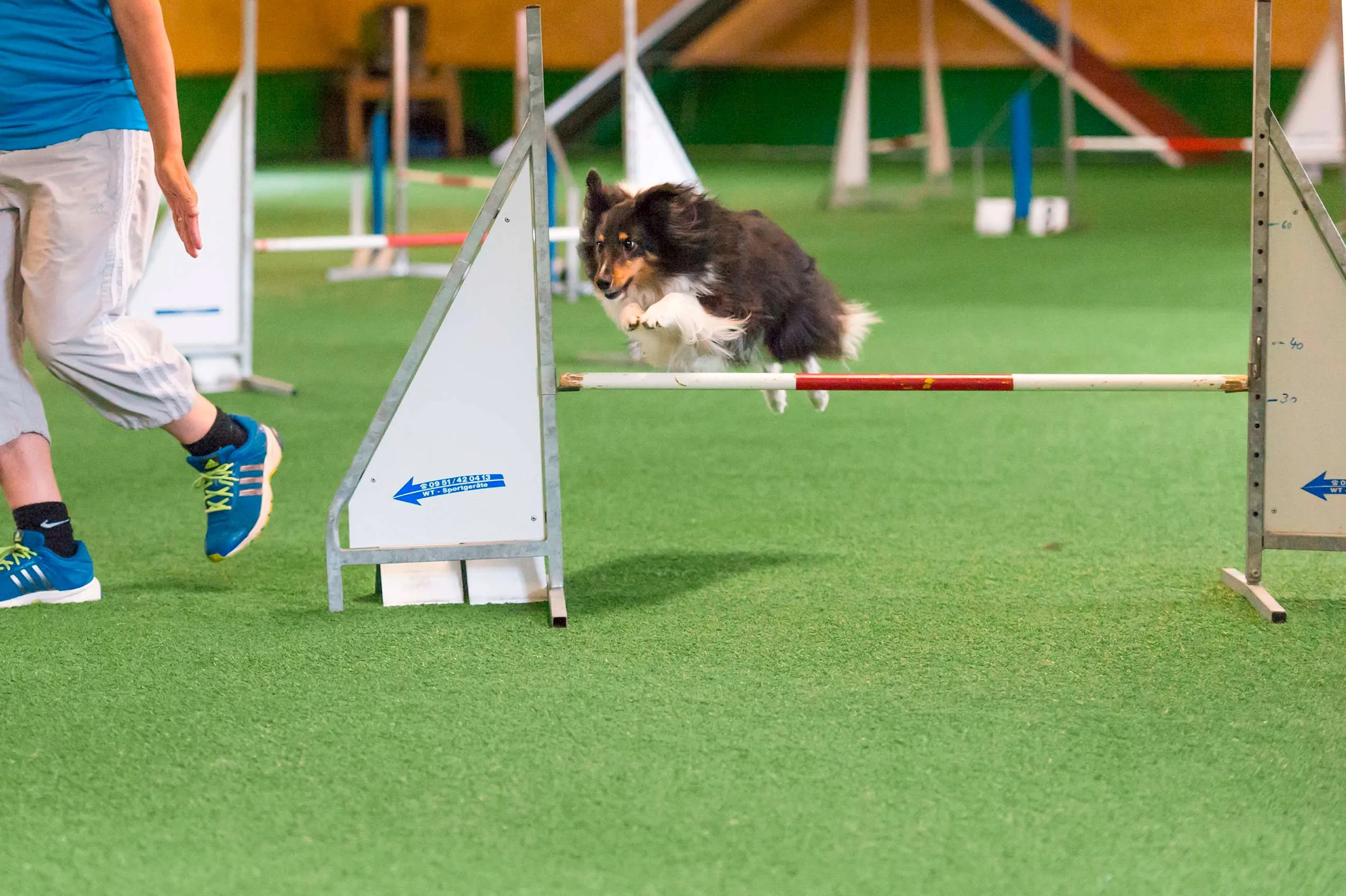 Kleiner Hund springt über Hindernis beim Agility-Parcours im Hundesporthotel Wolf in Bayern