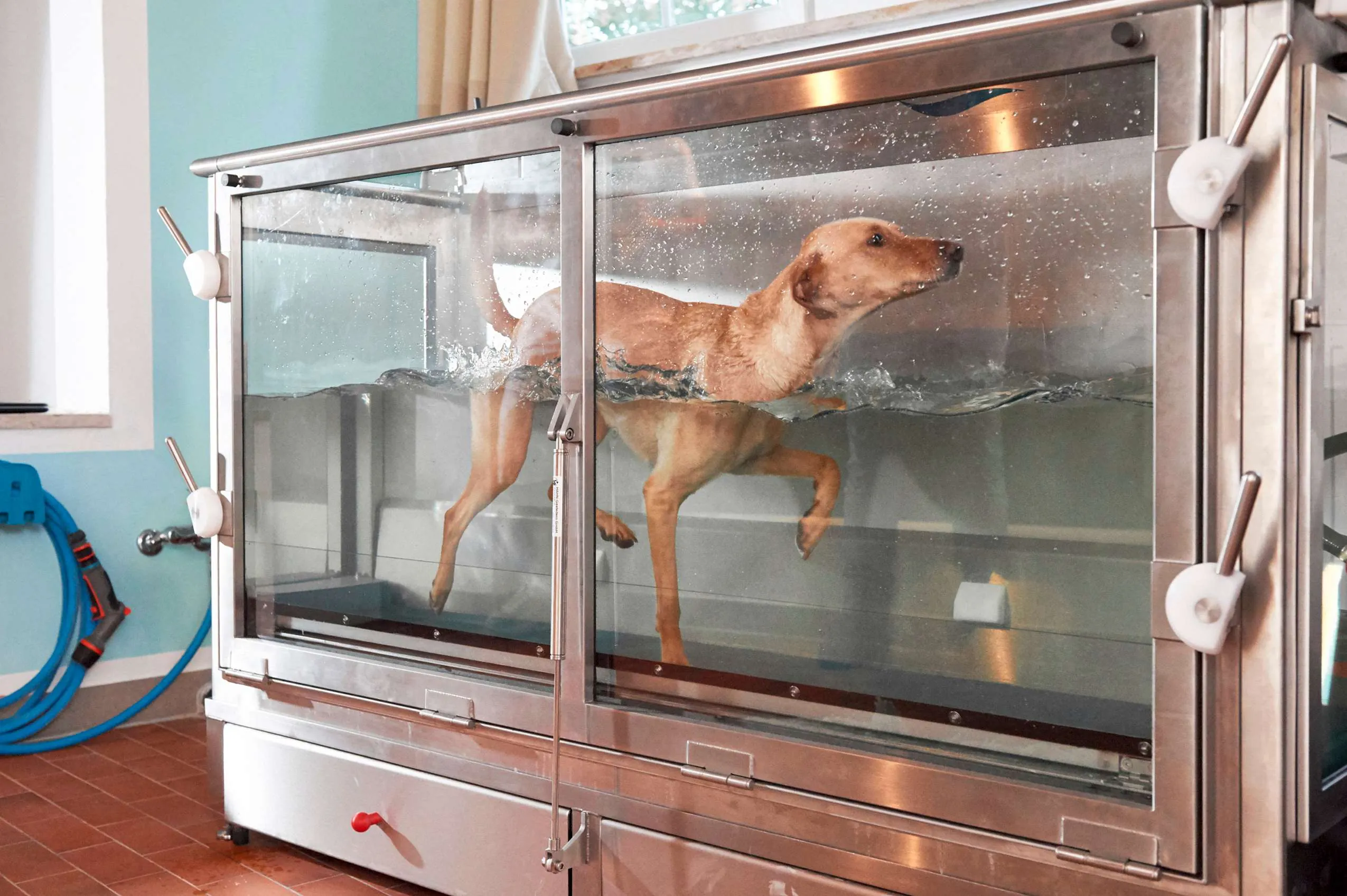 Hund trainiert auf Unterwasserlaufband im Hundesporthotel Wolf in Bayern