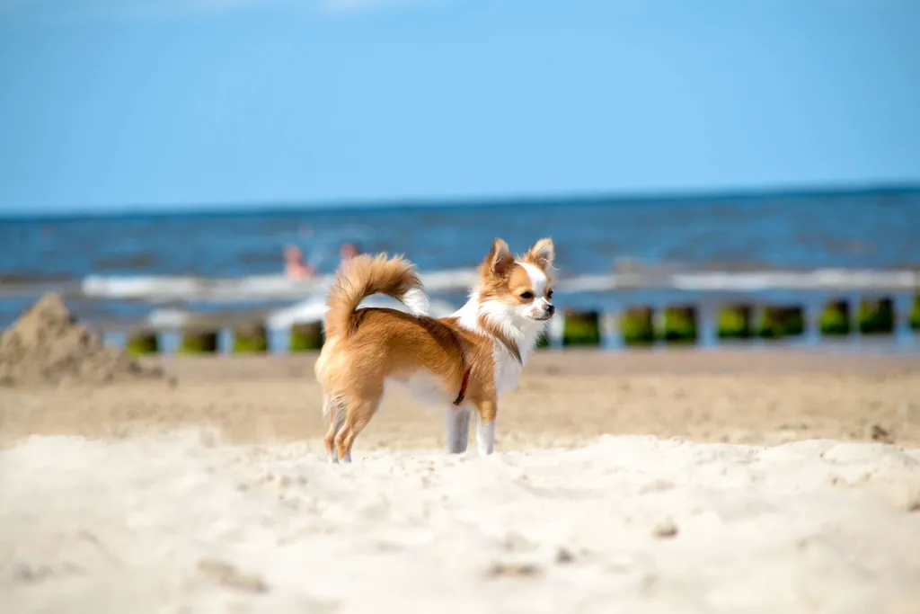 Hundestrand an der Ostsee mit kleinem Hund im Vordergrund